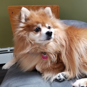 Fundraising Page: Justin Bouthillette